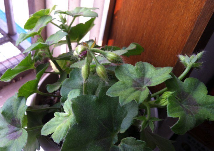 Mexica Nealit 0502.jpg