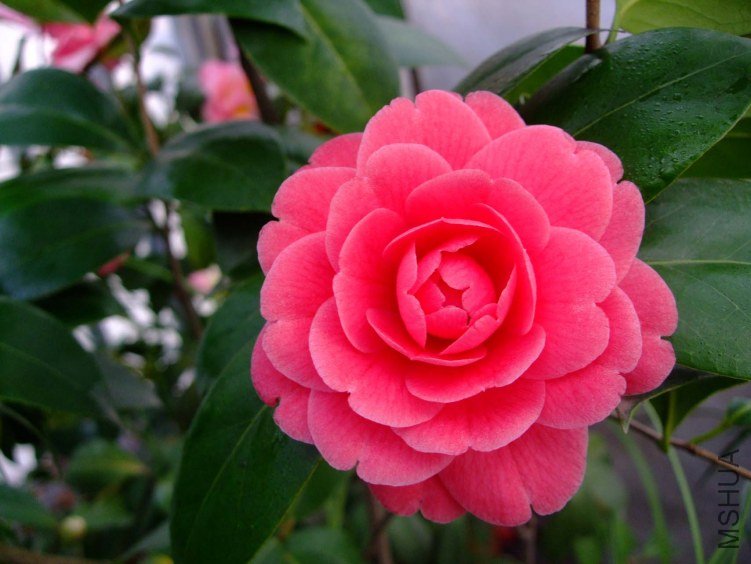 ����ɰ 2013-3-12 077.jpg