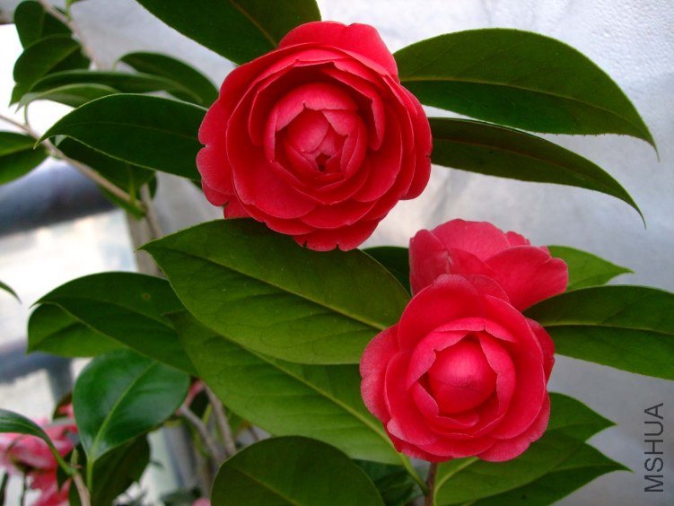 ����ɰ 2013-3-12 078.jpg