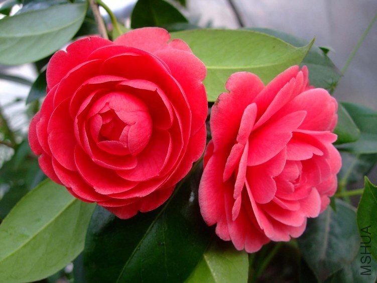 ����ɰ 2013-3-12 079.jpg