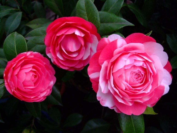 ������ 2013-3-12 070.jpg