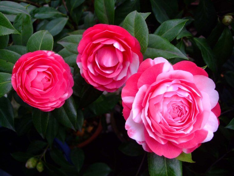 ������ 2013-3-12 071.jpg