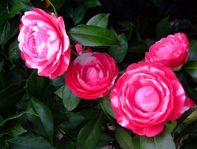 ������ 2013-3-12 072.jpg