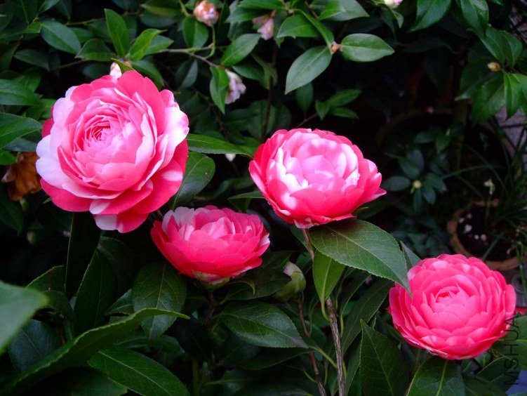 ������ 2013-3-12 073.jpg