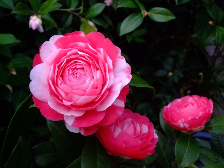 ������ 2013-3-12 074.jpg