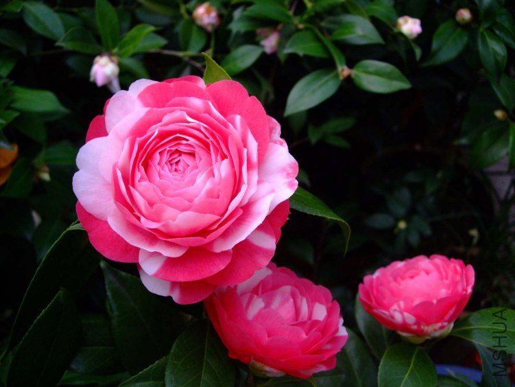 ������ 2013-3-12 081.jpg