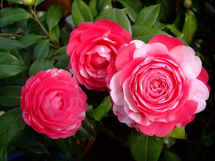 ������ 2013-3-12 137.jpg