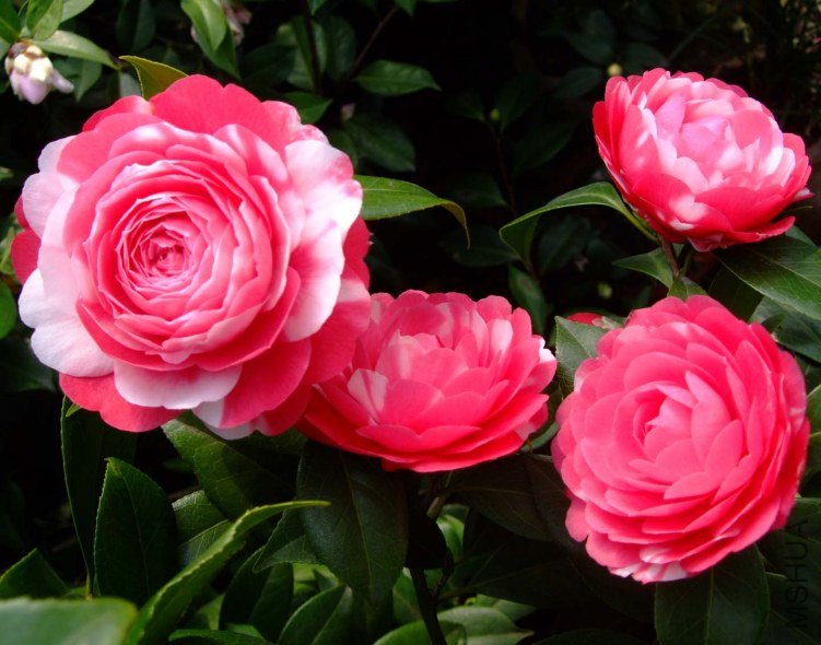 ������ 2013-3-12 138.jpg
