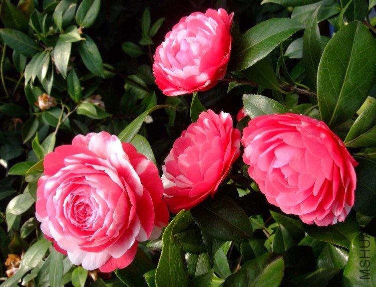 ������ 2013-3-12 140.jpg