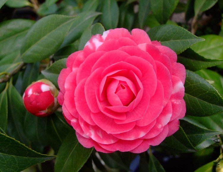 ������ 2013-3-12 142.jpg