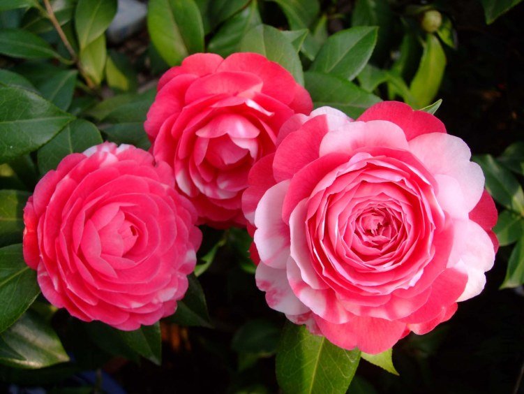 ������ 2013-3-12 155.jpg