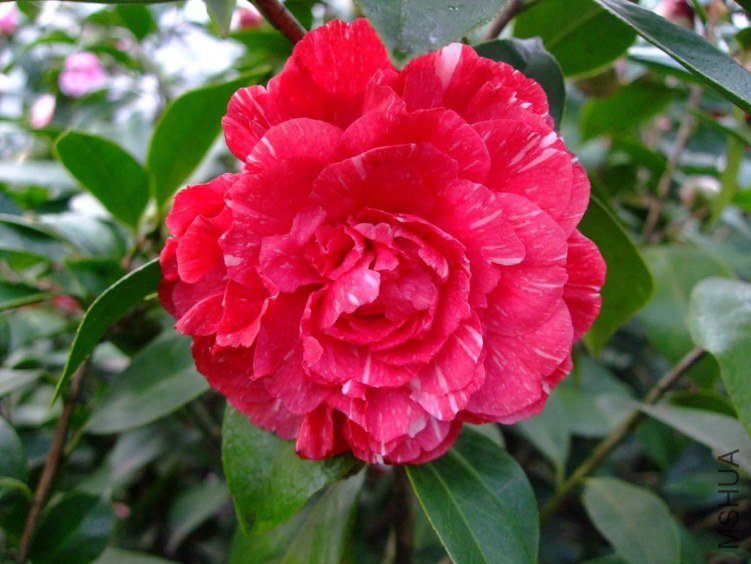 ԧ���� 2013-3-12 075.jpg