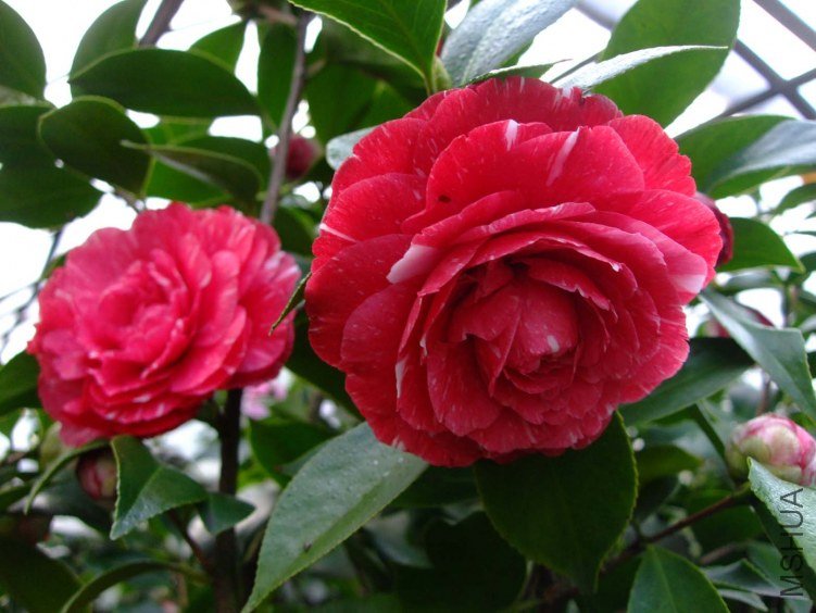 ԧ���� 2013-3-12 084.jpg