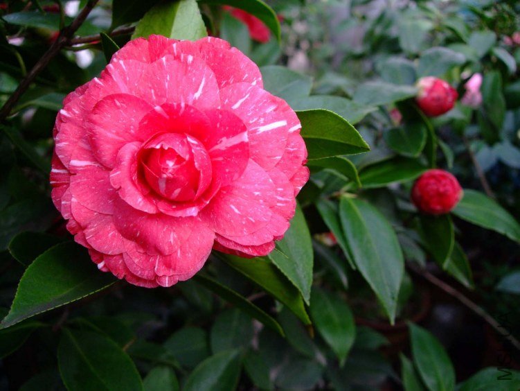 ԧ���� 2013-3-12 098.jpg