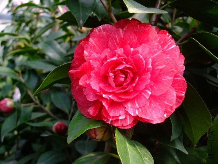 ԧ���� 2013-3-12 152.jpg