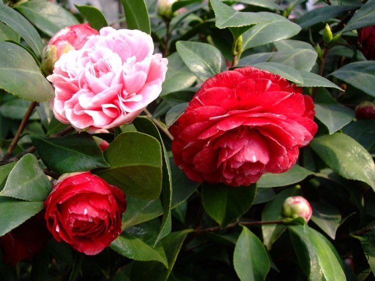 ԧ���� 2013-3-12 154.jpg
