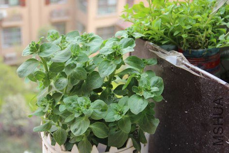 ��ţ�� 090.jpg