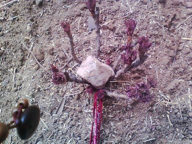 ��׶���Σ�����ĵ���������˺�Ҳ�����໥��ѹ��