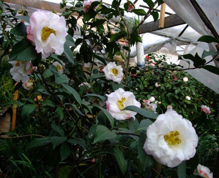 �軨԰ 2013-3-12 115.jpg