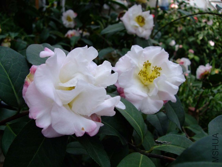 �軨԰ 2013-3-12 144.jpg
