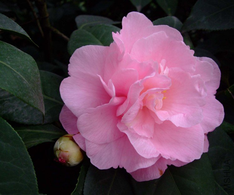 ��� 2013-3-12 106.jpg