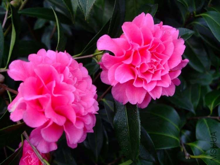 �۴��� 2013-3-12 037.jpg