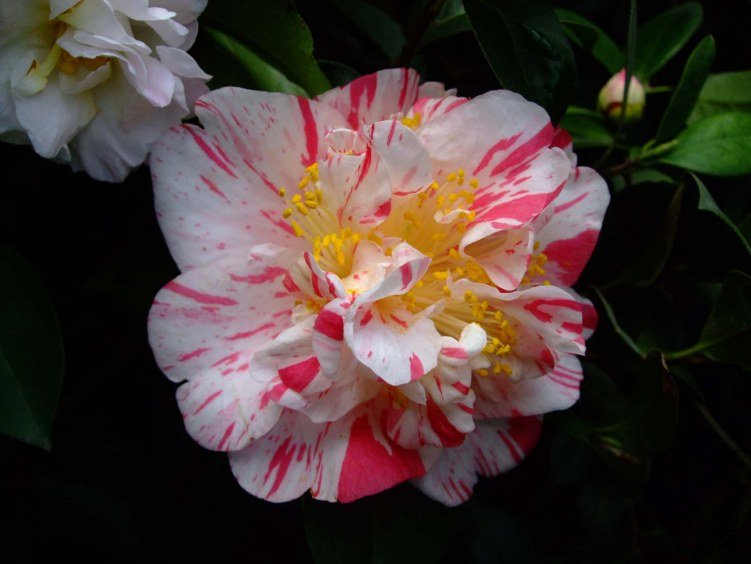 ������ 2013-3-12 097.jpg
