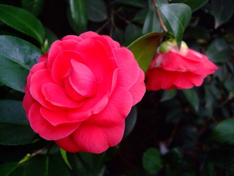 ���� 2013-3-12 047.jpg