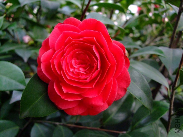 ���� 2013-3-12 048.jpg