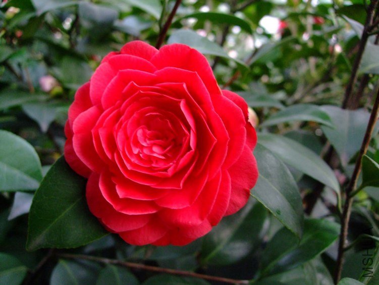 ���� 2013-3-12 049.jpg