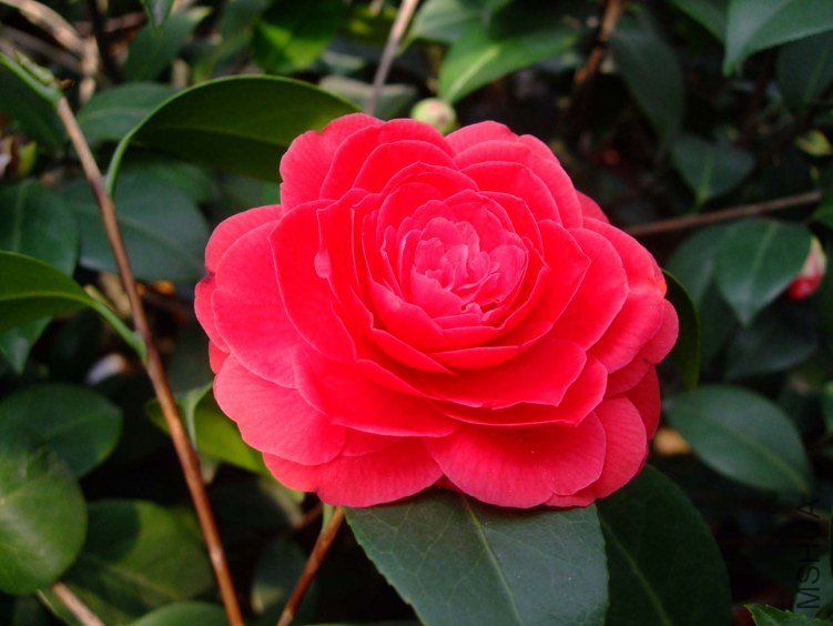 ���� 2013-3-12 149.jpg