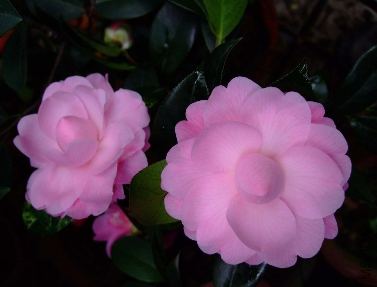 ��Ħ�� 2013-3-11 050.jpg