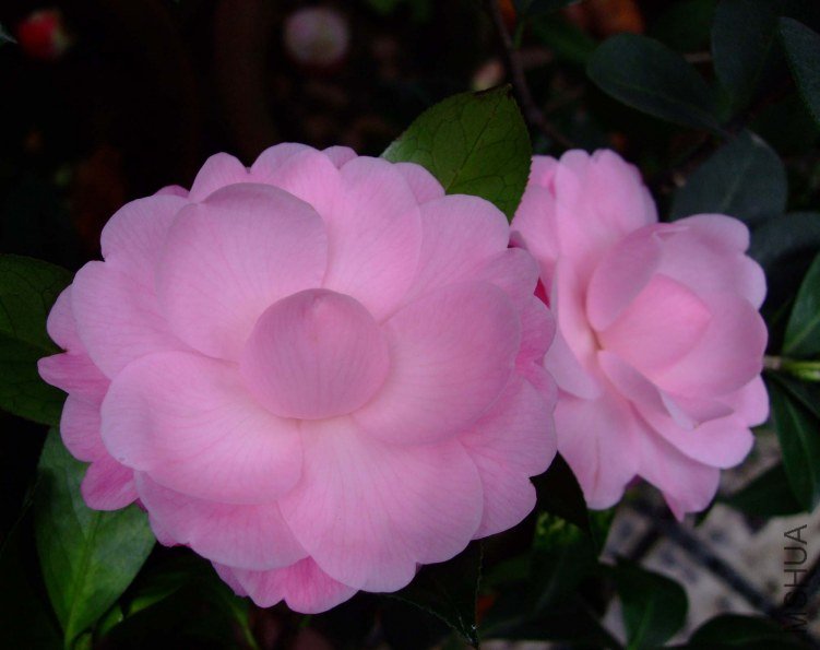 ��Ħ�� 2013-3-11 051.jpg