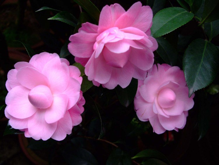 ��Ħ�� 2013-3-11 054.jpg