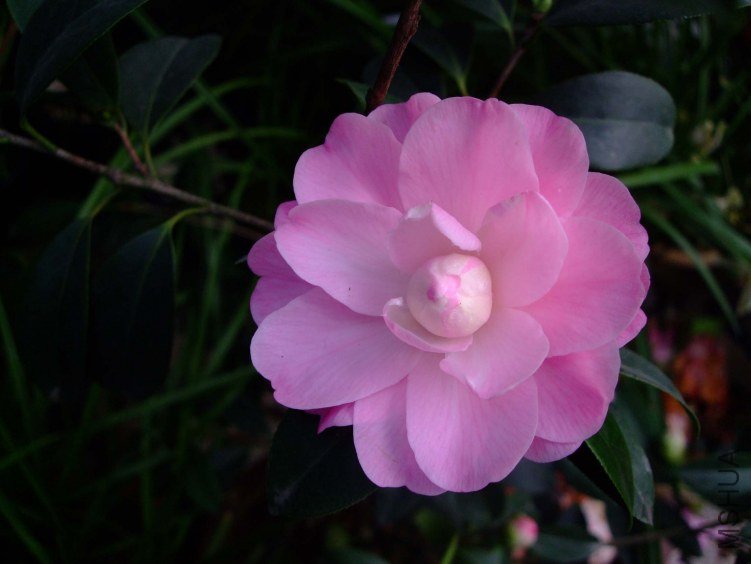 ��Ħ�� 2013-3-12 012.jpg