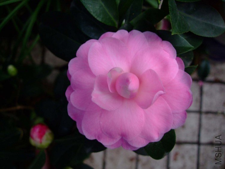 ��Ħ�� 2013-3-12 013.jpg