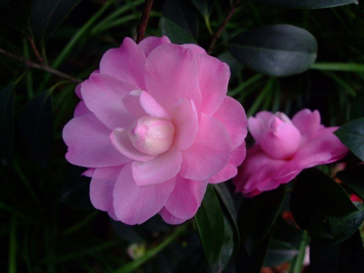 ��Ħ�� 2013-3-12 014.jpg
