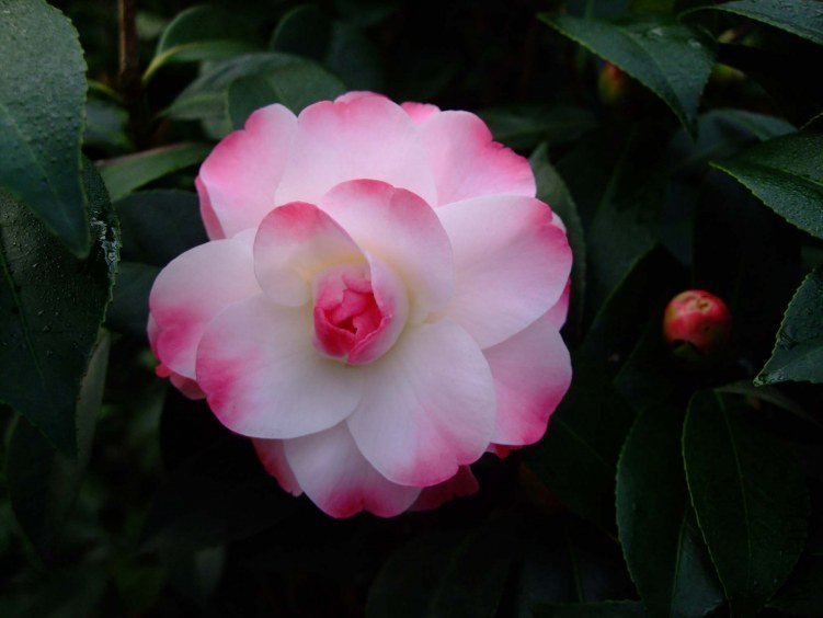 ����ã 2013-3-12 094.jpg