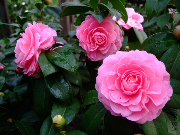 �������� 2013-3-12 053.jpg