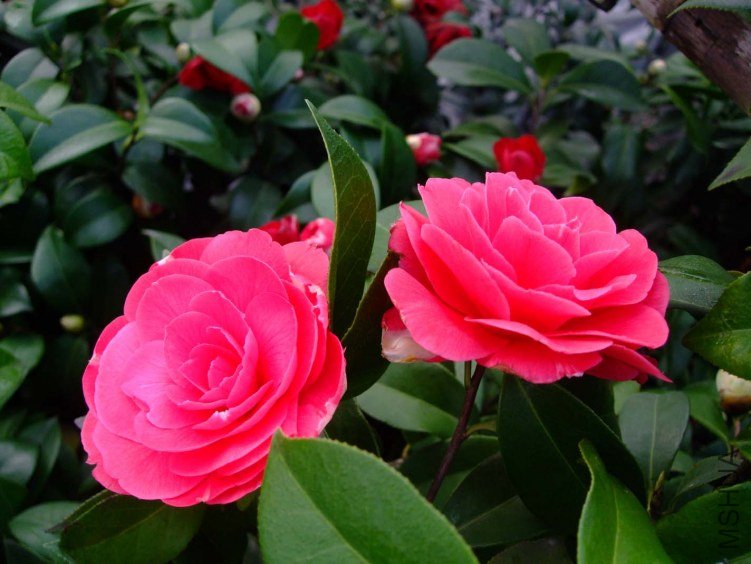 ��˹ͨ2013-3-12 090.jpg