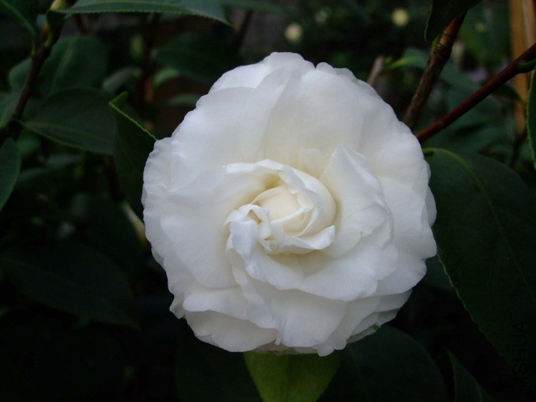 ţ���� 2013-3-12 031.jpg
