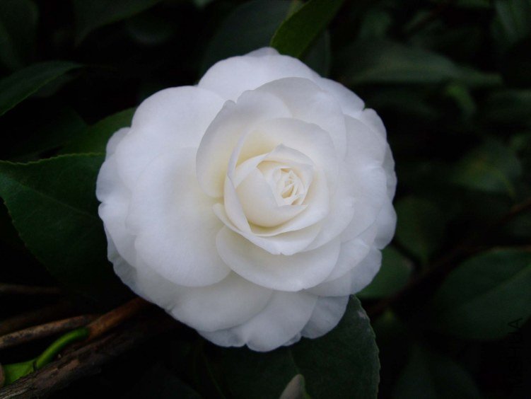 ţ���� 2013-3-12 033.jpg