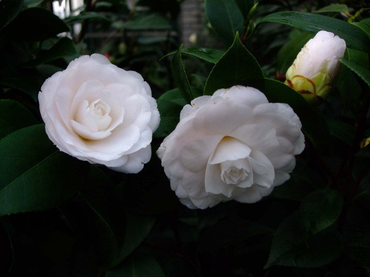 Ů��� 2013-3-12 023.jpg