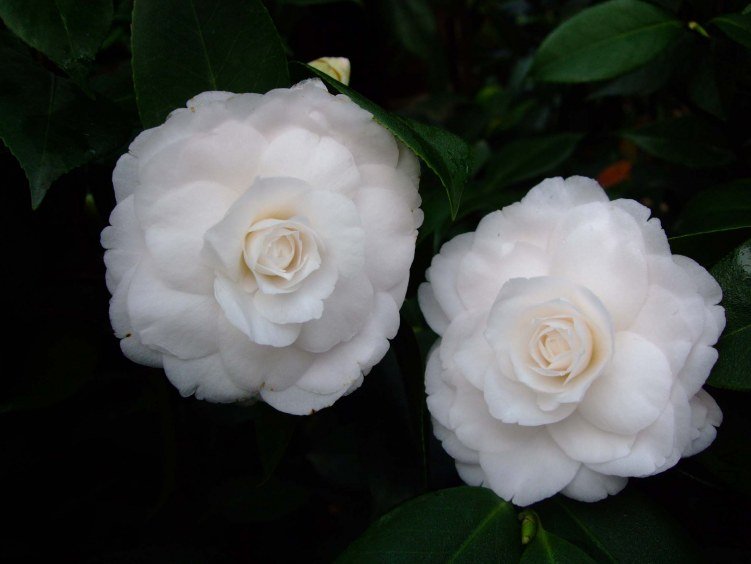 Ů��� 2013-3-12 026.jpg