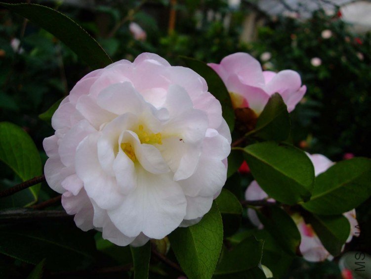 �����Ϲ� 2013-3-12 028.jpg