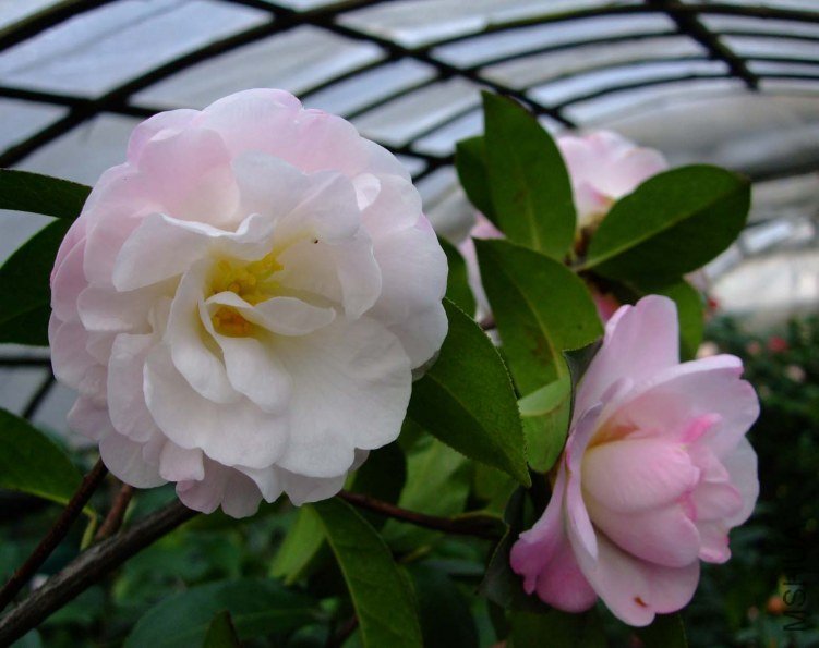 �����Ϲ� 2013-3-12 029.jpg
