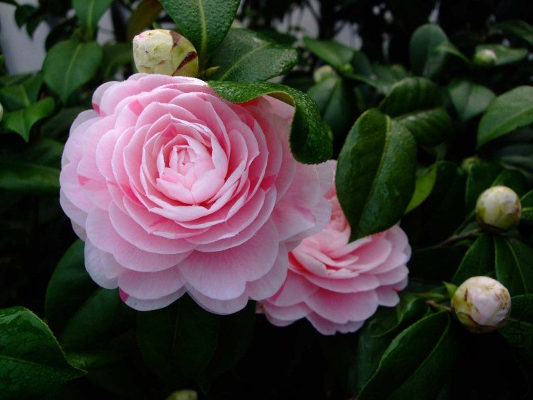 ���� 2013-3-12 091.jpg
