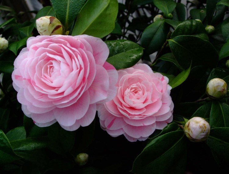 ���� 2013-3-12 092.jpg