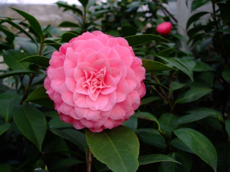 ��ɯ���� 2013-3-12 067.jpg