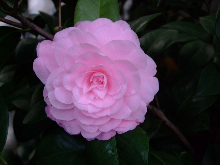 ����� 2013-3-12 055.jpg